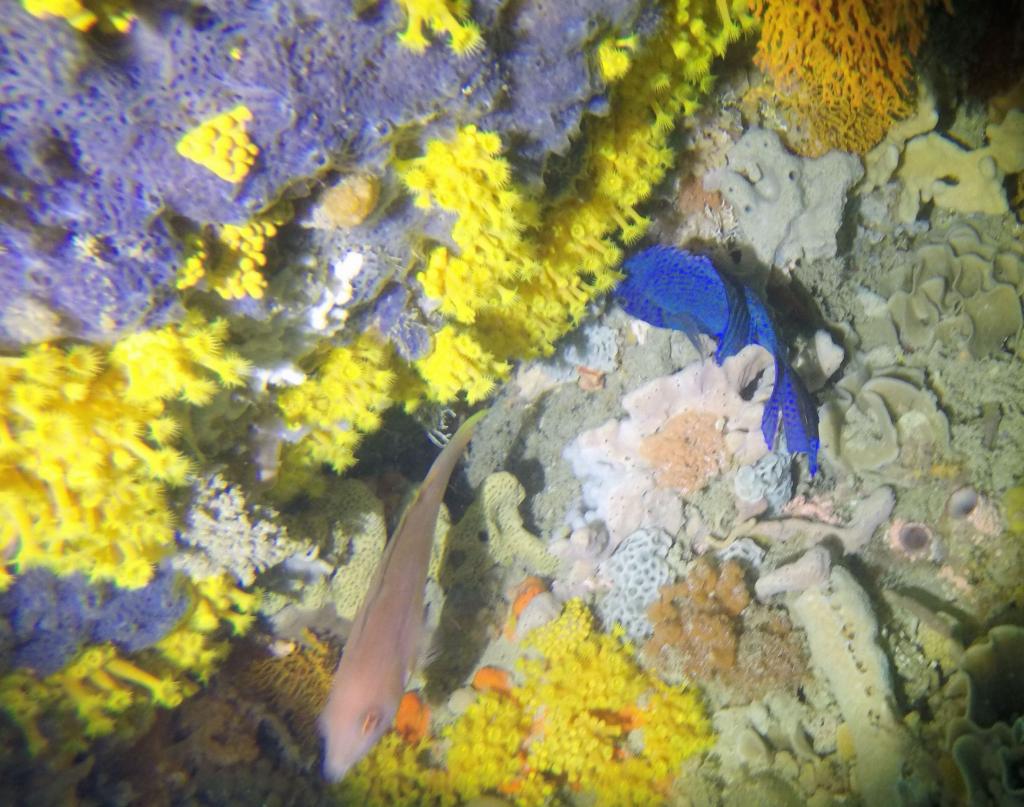 150 - 20160131 Australia Queenscliff Dive1