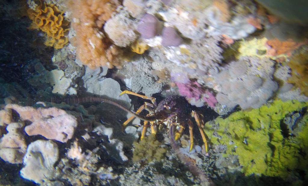 153 - 20160131 Australia Queenscliff Dive1