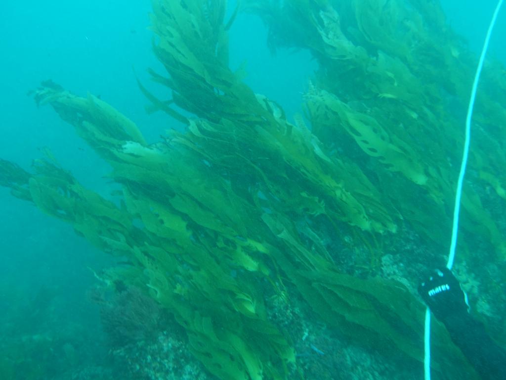 210 - 20160131 Australia Queenscliff Dive2