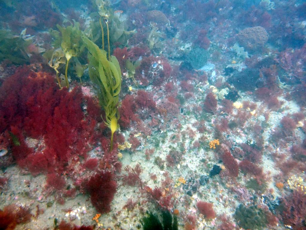 212 - 20160131 Australia Queenscliff Dive2