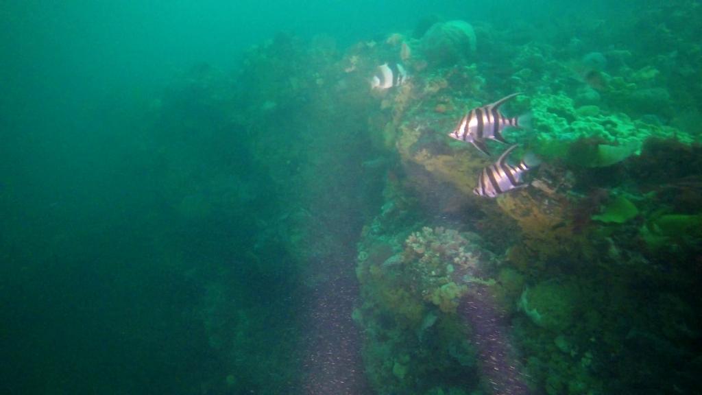 308 - 20160131 Australia Queenscliff Dive3