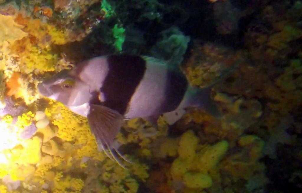 309 - 20160131 Australia Queenscliff Dive3