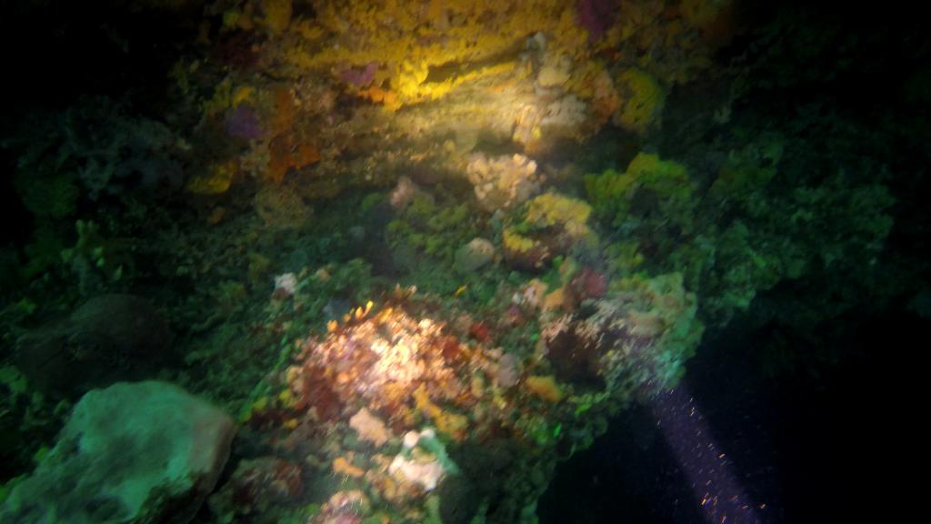 315 - 20160131 Australia Queenscliff Dive3