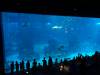 099 - 20160421 Singapore SEA Aquarium
