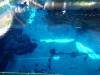 102 - 20160421 Singapore SEA Aquarium