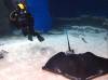 103 - 20160421 Singapore SEA Aquarium