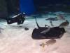 105 - 20160421 Singapore SEA Aquarium