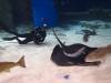 106 - 20160421 Singapore SEA Aquarium