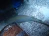 107 - 20160421 Singapore SEA Aquarium