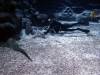111 - 20160421 Singapore SEA Aquarium