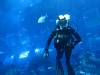 114 - 20160421 Singapore SEA Aquarium