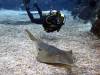 116 - 20160421 Singapore SEA Aquarium