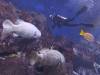 117 - 20160421 Singapore SEA Aquarium