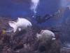 119 - 20160421 Singapore SEA Aquarium