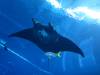 123 - 20160421 Singapore SEA Aquarium