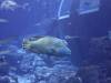 124 - 20160421 Singapore SEA Aquarium
