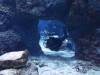 126 - 20160421 Singapore SEA Aquarium