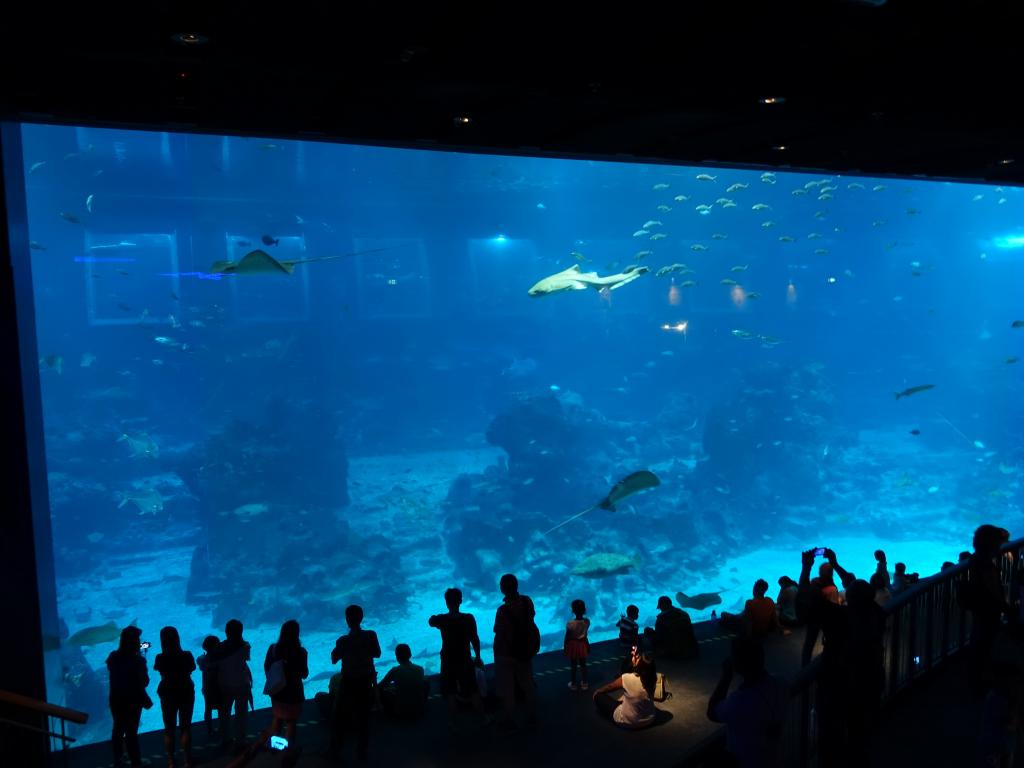 099 - 20160421 Singapore SEA Aquarium