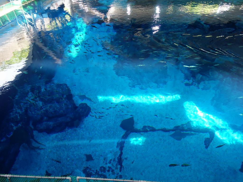 102 - 20160421 Singapore SEA Aquarium