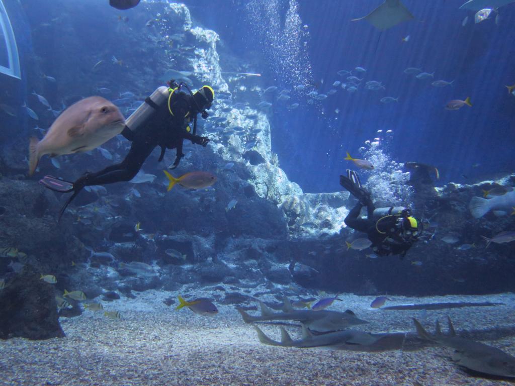 115 - 20160421 Singapore SEA Aquarium