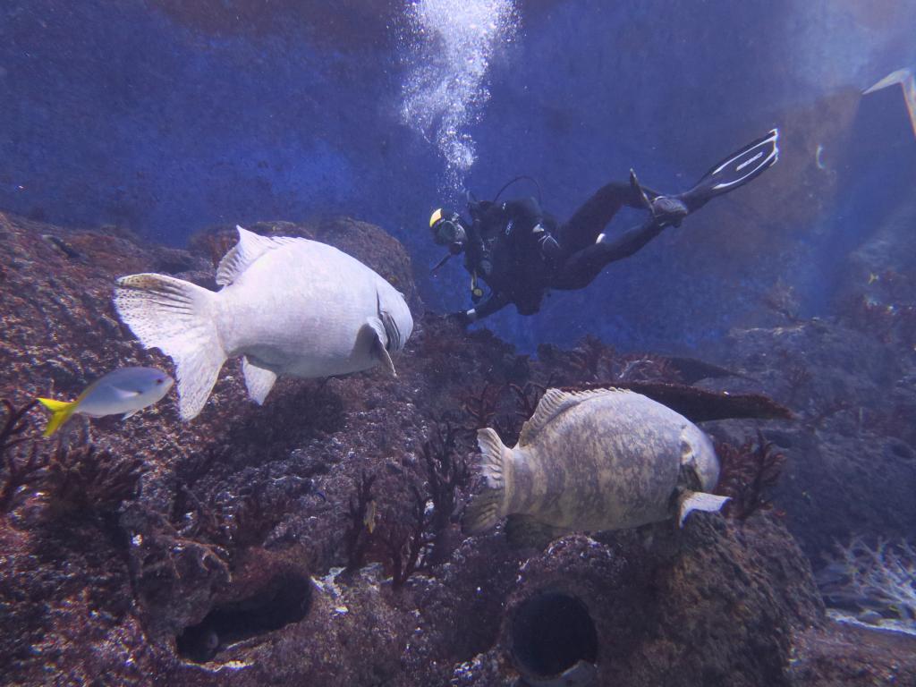 119 - 20160421 Singapore SEA Aquarium