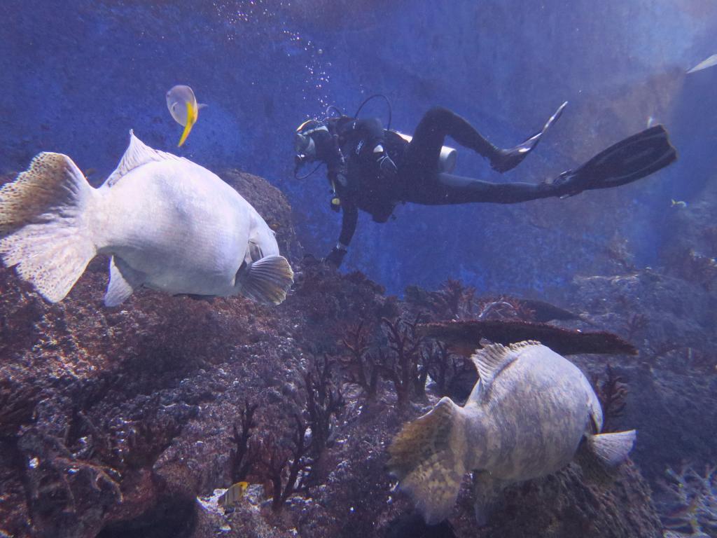 120 - 20160421 Singapore SEA Aquarium