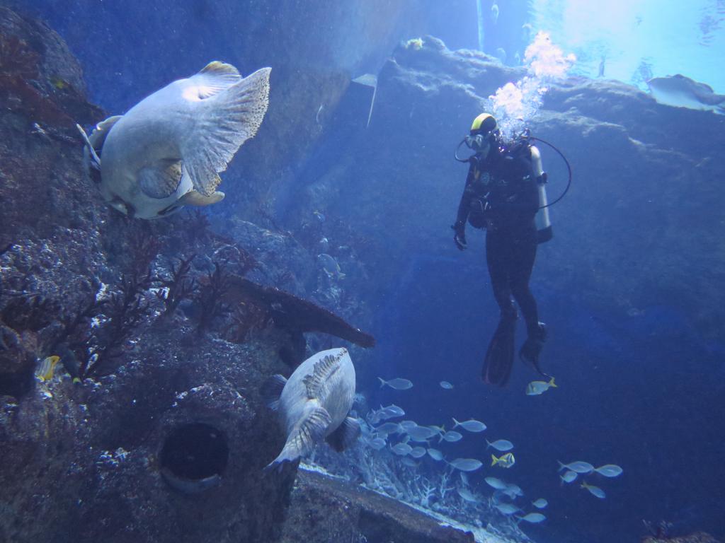 121 - 20160421 Singapore SEA Aquarium