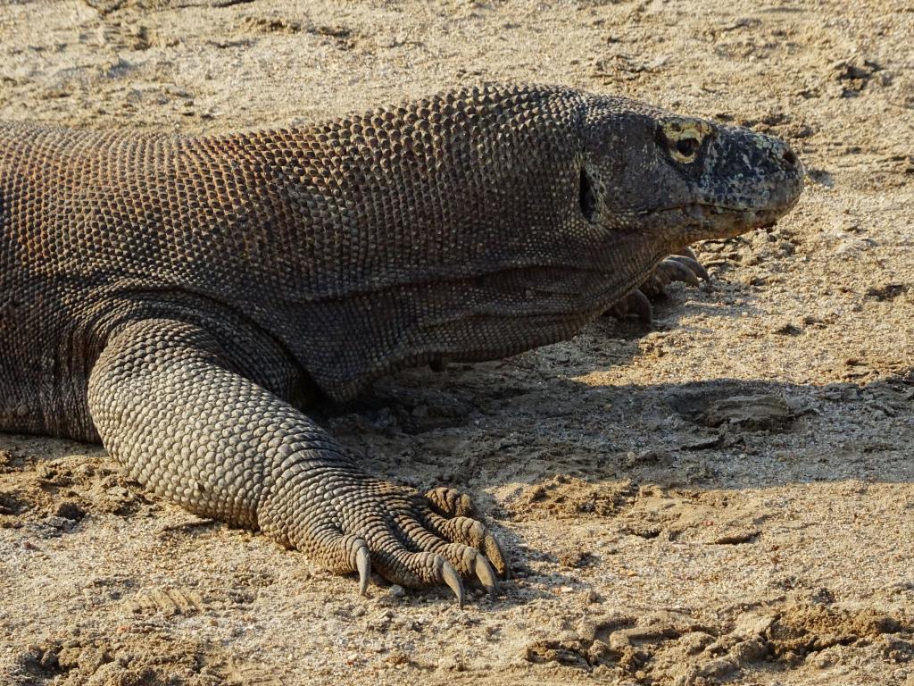 111 - 20160428 Komodo-Park