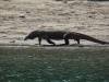 101 - 20160429 Komodo-Beach