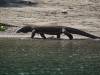 102 - 20160429 Komodo-Beach