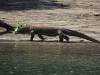 103 - 20160429 Komodo-Beach