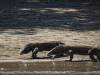 104 - 20160429 Komodo-Beach