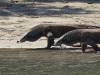 107 - 20160429 Komodo-Beach