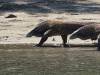 108 - 20160429 Komodo-Beach