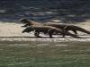 109 - 20160429 Komodo-Beach
