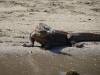 112 - 20160429 Komodo-Beach