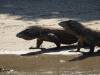 114 - 20160429 Komodo-Beach