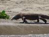 117 - 20160429 Komodo-Beach