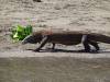 118 - 20160429 Komodo-Beach