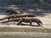 120 - 20160429 Komodo-Beach