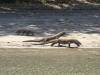 121 - 20160429 Komodo-Beach