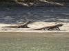 122 - 20160429 Komodo-Beach