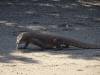 123 - 20160429 Komodo-Beach