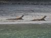 124 - 20160429 Komodo-Beach