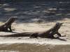 129 - 20160429 Komodo-Beach