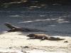 131 - 20160429 Komodo-Beach