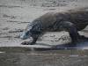 134 - 20160429 Komodo-Beach