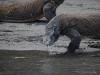 136 - 20160429 Komodo-Beach