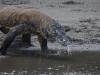 139 - 20160429 Komodo-Beach
