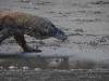 140 - 20160429 Komodo-Beach